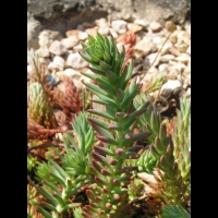 Sedum luteolum (fam Crassulacees) (Europe) (2)